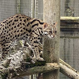 Indochinese leopard cat 101025