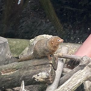 Dwarf mongoose 101025