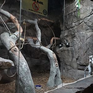 Jul. 2025 - Daytona Aquarium & Rainforest Adventure - Rainforest - Ring-tailed Lemur Exhibit