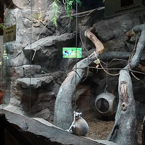 Jul. 2025 - Daytona Aquarium & Rainforest Adventure - Rainforest - Ring-tailed Lemur Exhibit