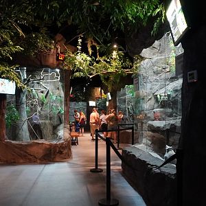 Jul. 2025 - Daytona Aquarium & Rainforest Adventure - Rainforest Hallway