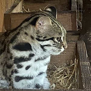 Indochinese leopard cat 101025