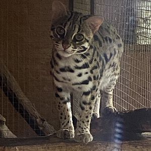 Indochinese leopard cat 101025