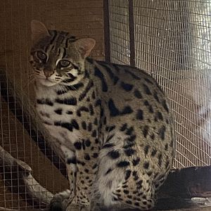 Indochinese leopard cat 101025
