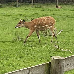 Western sitatunga 101025