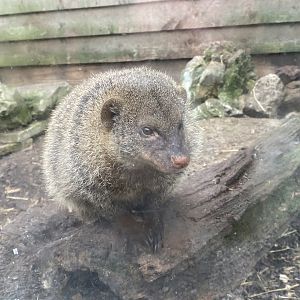 Banded mongoose 101025