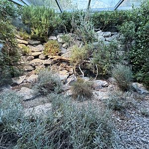 Ladder Snake Exhibit