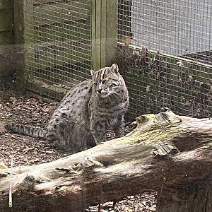 Fishing cat 101025