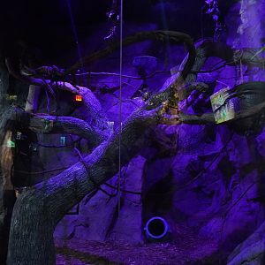 Jul. 2025 - Daytona Aquarium & Rainforest Adventure - Rainforest - Kinkajou Exhibit