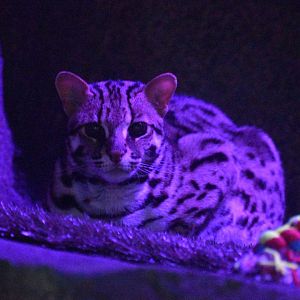 Jul. 2025 - Daytona Aquarium & Rainforest Adventure - Rainforest - Asian Leopard Cat