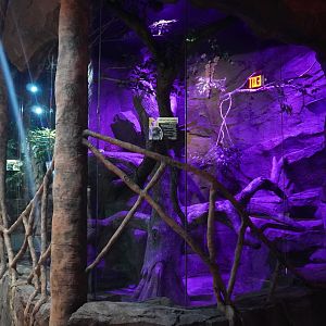 Jul. 2025 - Daytona Aquarium & Rainforest Adventure - Rainforest - Asian Leopard Cat Exhibit