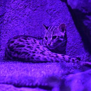 Jul. 2025 - Daytona Aquarium & Rainforest Adventure - Rainforest - Asian Leopard Cat