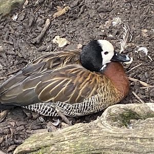 White-faced whistling duck 101025
