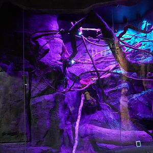 Jul. 2025 - Daytona Aquarium & Rainforest Adventure - Rainforest - Linnaeus’ Two-Toed Sloth