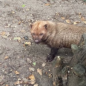 Bush dog 101025