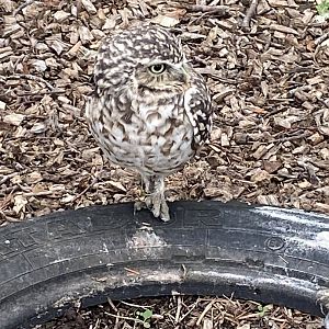 Burrowing owl 101025