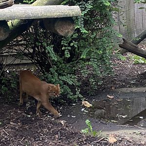 Jaguarundi 101025