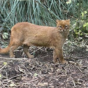 Jaguarundi 101025