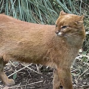 Jaguarundi 101025