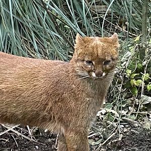 Jaguarundi 101025