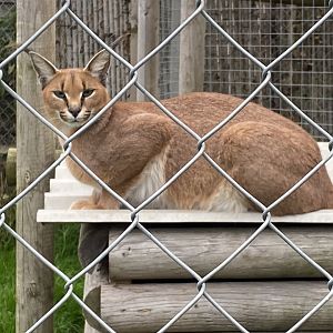 Common caracal 101025