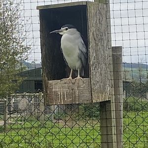 Black-crowned night heron 101025