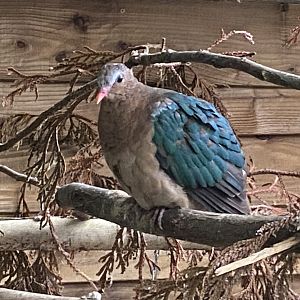 Grey-capped emerald dove 101025