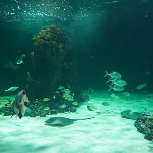 Jul. 2025 - Daytona Aquarium & Rainforest Adventure - Shark Reef