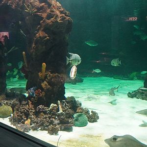 Jul. 2025 - Daytona Aquarium & Rainforest Adventure - Shark Reef