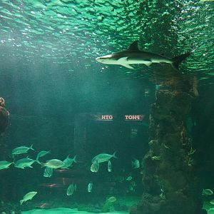 Jul. 2025 - Daytona Aquarium & Rainforest Adventure - Shark Reef - Finetooth Shark