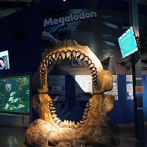 Jul. 2025 - Daytona Aquarium & Rainforest Adventure - Shark Reef - Megalodon