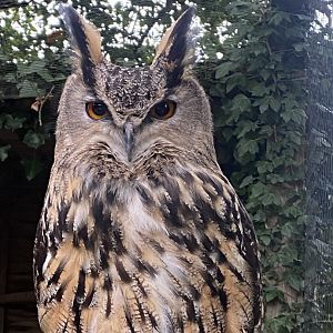 European eagle-owl 101025