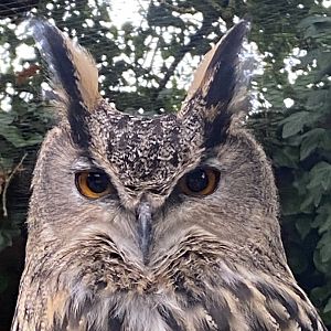 European eagle-owl 101025