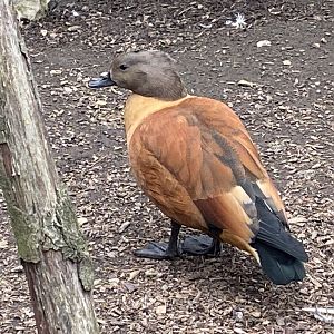 South African shelduck 101025