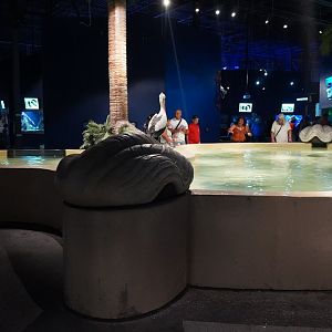 Jul. 2025 - Daytona Aquarium & Rainforest Adventure - Ray Bay