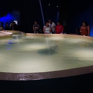 Jul. 2025 - Daytona Aquarium & Rainforest Adventure - Ray Bay