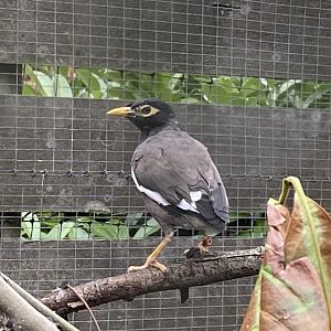 Common myna 101025