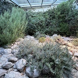 Ocellated Lizard Exhibit