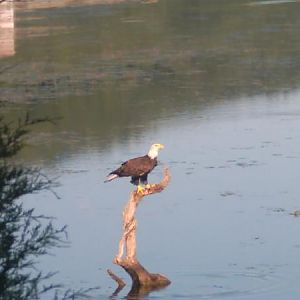 American Bald Eagle