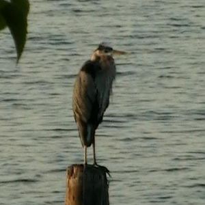 Heron