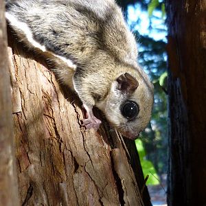 Flying Squirrel