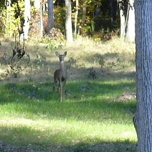 White Tail Deer