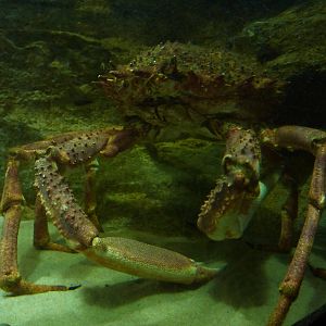 London's answer to Crabzilla