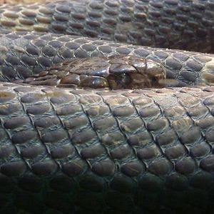 Egyptian Snouted Cobra