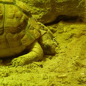 Egyptian tortoise