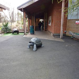 Tortoise statue outside giants and komodo exhibits