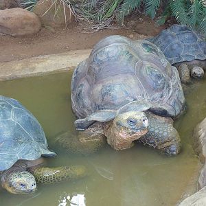Giant tortoises