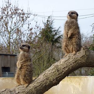 Meerkats