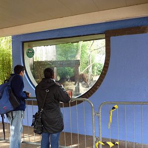 Cat terraces painted