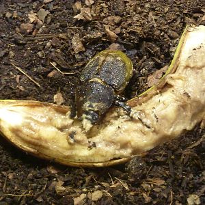 Hercules beetle